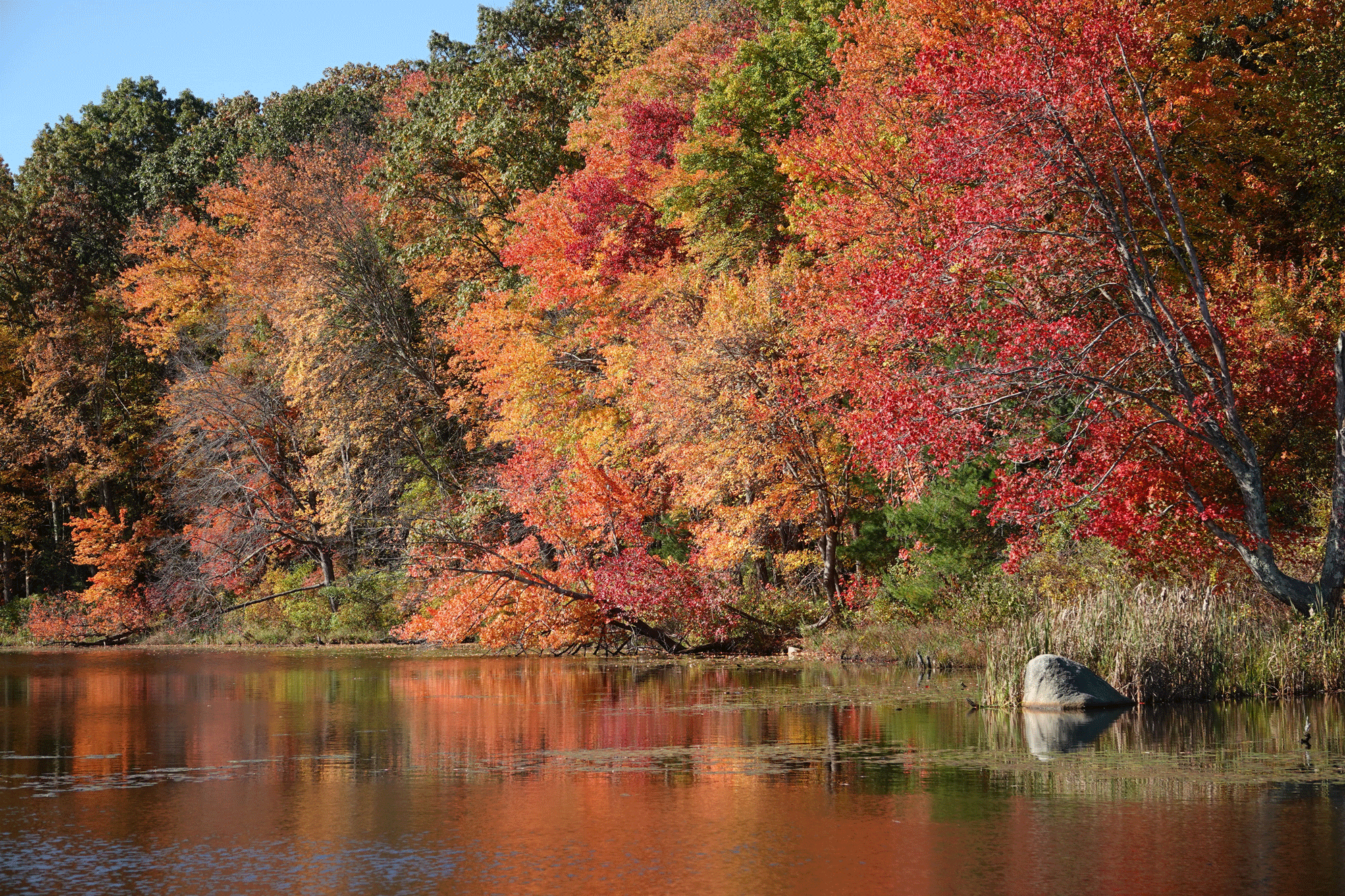Trees hopefully located in Massachusetts